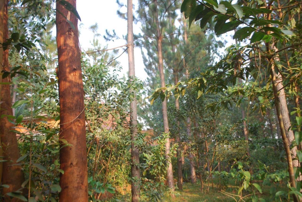 Masindi Saltek Forest Cottages מראה חיצוני תמונה